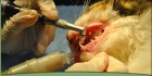 Снятие зубного камня УЗ-скейлером у кошки (без стоимости седации)