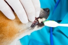 Удаление постоянного зуба 