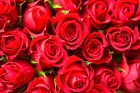Красные розы 