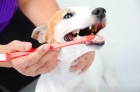 Чистка зубов собаке мелких пород без наркоза
