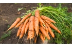 Средство от вредителей моркови