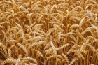 Сидерат - пшеница