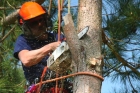 Удаление аварийных деревьев