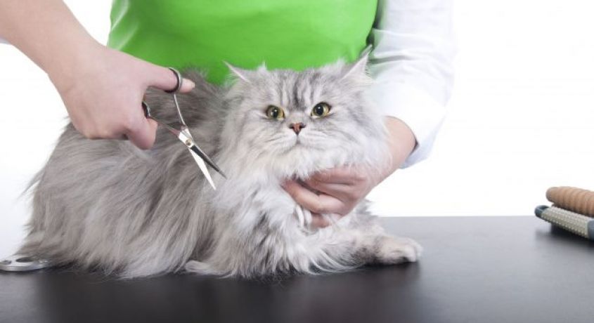 Постригся сам? Постриги кота! Скидка 50% на гигиеническую стрижку кота или кошки от ветеринарной клиники «Верный Друг».