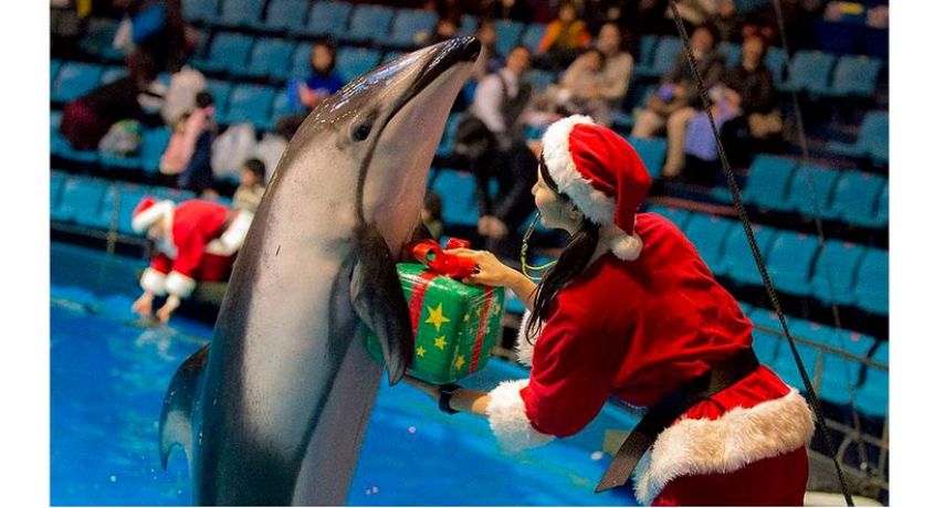Яркое представление! Незабываемые эмоции! Скидка 50% на новогоднюю ёлку от дельфинария в Ярославе «Dolphin planet»