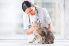 Ампутация хвоста при заболевании: кошка