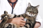 Уретростомия у котов