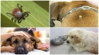 Лечение пироплазмоза у собаки 1 категория