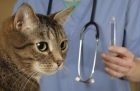 Экспресс-тест на лейкемию кошек