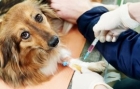 Экспресс-тест на дирофиляриоз собак