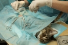 Хирургическая обработка раны животному