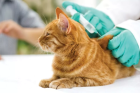Эзофагостомия кошек (создание искусственного отверстия пищевода)