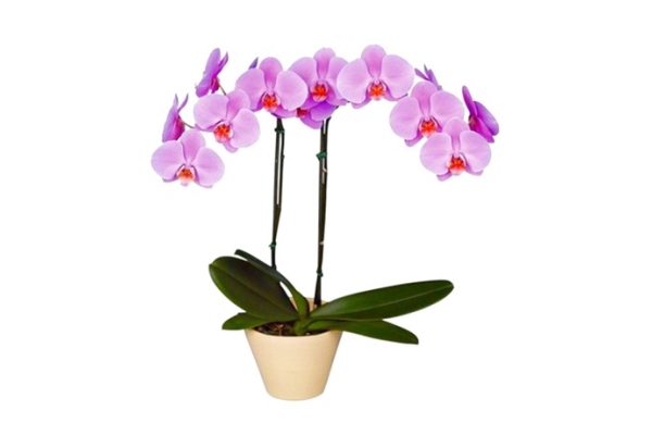 Орхидея(фаленопсис)