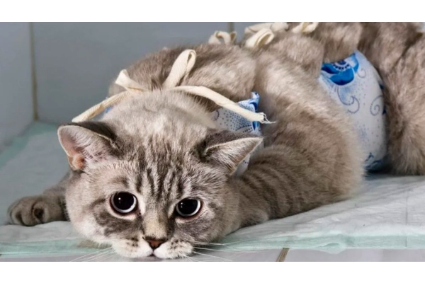 Стерилизация кошки 