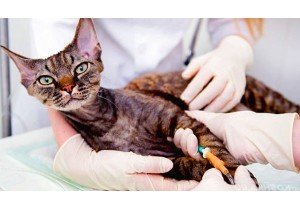 Постановка внутривенного катетера кошке