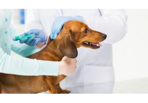 Стерилизация собак от 11 до 15 кг 