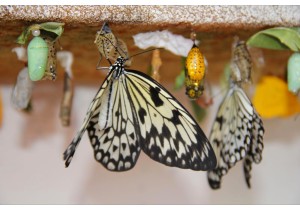 Франшиза по продаже живых тропических бабочек
