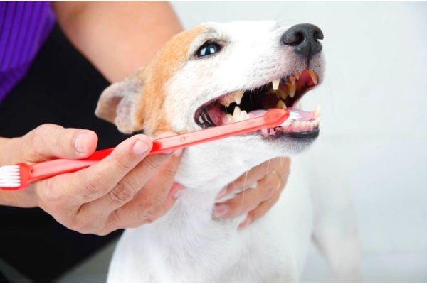 Чистка зубов собаке мелких пород без наркоза