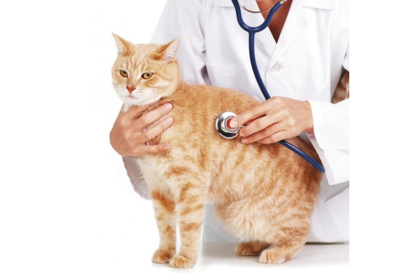 Удаление опухолей молочной железы у кошек