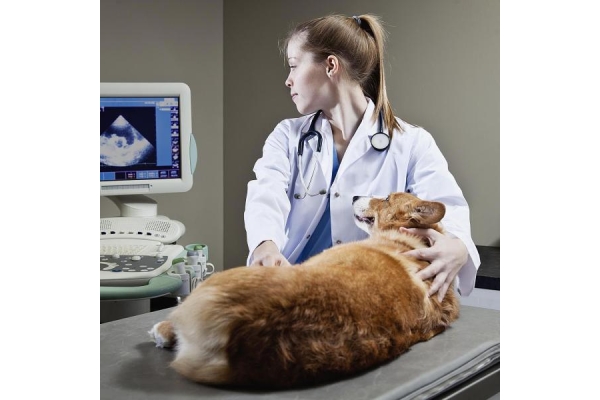 Родовспоможение амбулаторное у кошки