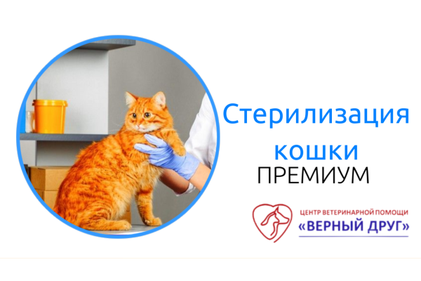 Стерилизация кошки ПРЕМИУМ 