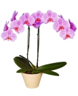 Орхидея(фаленопсис)