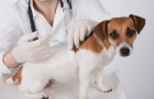 Ветеринар на дом для собаки 