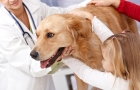 Ветеринар на дом для собаки 