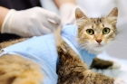 Стерилизация кошки (удаление яичников)