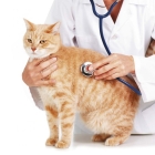 Удаление опухолей молочной железы у кошек