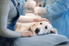 Удаление опухолей молочной железы у собак