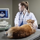 Родовспоможение амбулаторное у кошки