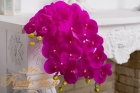 Орхидея Фаленопсис ярко-фиолетовая