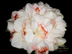 Орхидея Цимбидиум букет белый