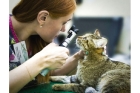 Офтальмолог для кошки