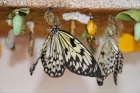Франшиза по продаже живых тропических бабочек
