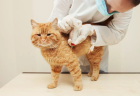 Овариогистерэктомия при пиометре – кошка