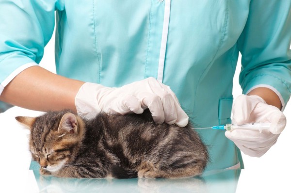 Обязательные прививки для кошки