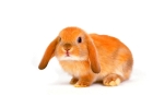 Кастрация и стерилизация кроликов